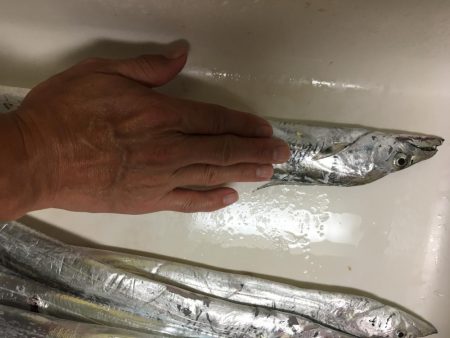 ハマチ、太刀魚